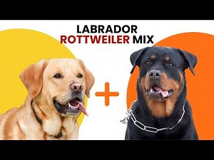 Labrador Rottweiler Mix AKA Labrottie
