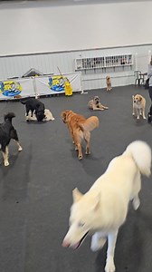 Moose, the Golden came to us being very reactive to dogs while on walks. Our staff is working hard with him in one of our training/daycare programs on leash walking and interacting with other dogs. He is able to spend some time in the large group already✨️ Good man Moose💙 | The Barking Lot of WNY, Inc.