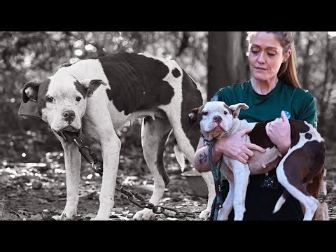 Emaciated dog rescued from suspected dogfighting