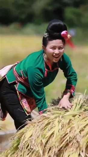 Golden Harvest: Watch the Fields Dance in the Autumn Breeze