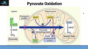 Aerobic Respiration Part 2 (Pyruvate oxidation) – Lifeboat News: The Blog