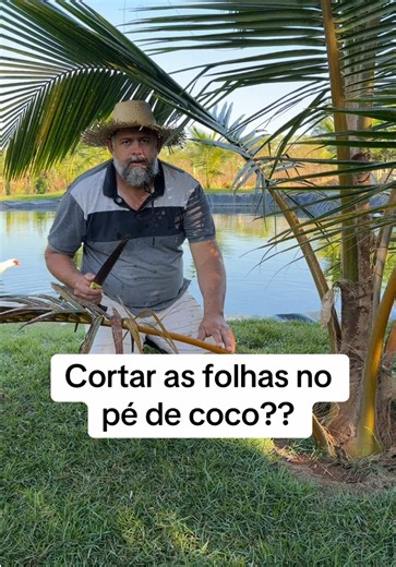 Cortar as folhas no pé de coco: quando fazer e por quê