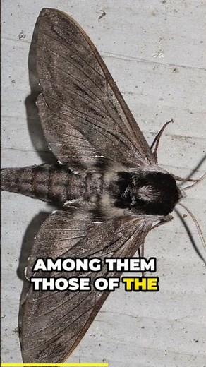 Why You Should Plant Native Crabapples!