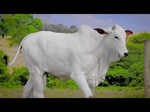 LOTE 25 BONITA II IX ML FIV CGAL CGAL 3182 zap