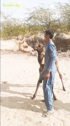 baby camel crying sound #camel #animals #camellife #wildlife #whitecamel #funny #desert #safari