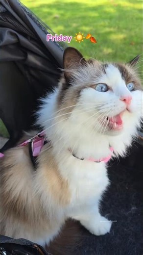 The only time Eevee has volume is when she's complaining about a closed door 🤣