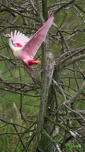 Spoonbill in Action – Graceful Wings, Stunning Flight Moments! #birds #nature #wildlife
