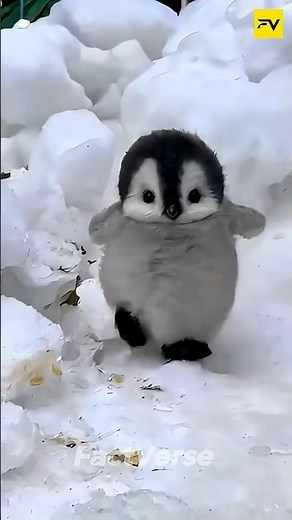 Why Penguins Keep Eggs on Their Feet 🤯