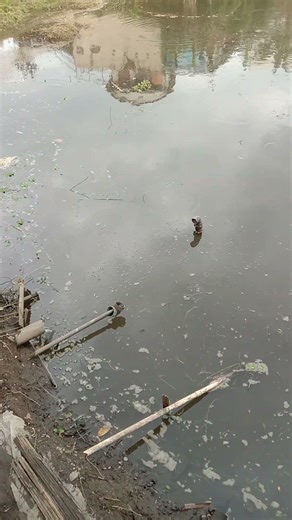 memijahkan ikan mas lokal 1 pasang indukan.ditutupin daun kelapa semoga ga ada predator