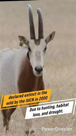 Can Zoos Save Species from Total Extinction? 🐾