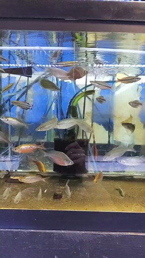 Walkthrough video | Louisiana Fish Store