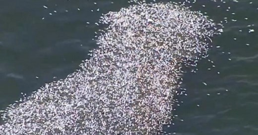 Toxic algae bloom ravages marine life on Florida's coast