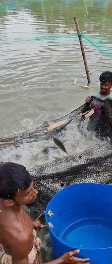 Catch and Release: Saving Stranded Fish from a Small Puddle! 🐠🙏​