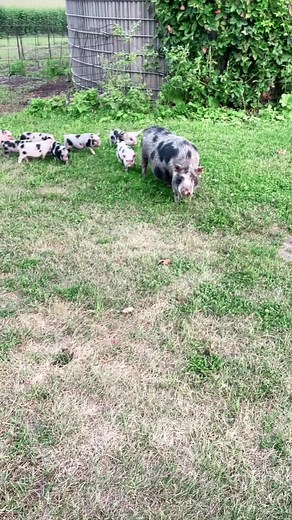 Adorable Mini Pigs on the Farm