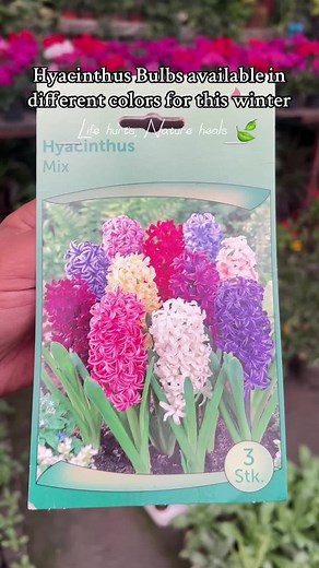 Guide to Growing and Caring for Hyacinth Bulbs