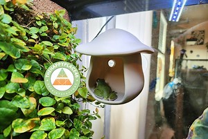 Hanging Mushroom House Hide for Crested Geckos, Frogs, Other Reptiles and Amphibians - Etsy