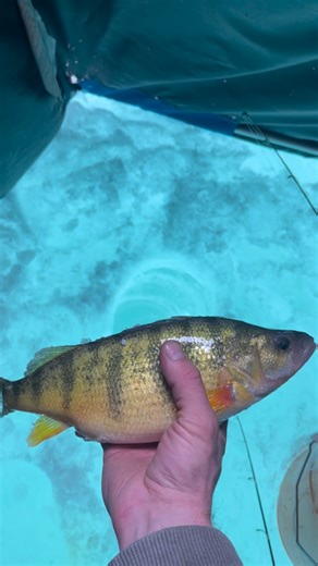 Lake Erie & Detroit River Walleye Charters on Instagram: "Can’t explain how big these perch get on Lake Erie — fun fight through the ice, then a quick release ❄️🎣 #perch #perchfishing #lakeerie #guidelife #fishinglife"