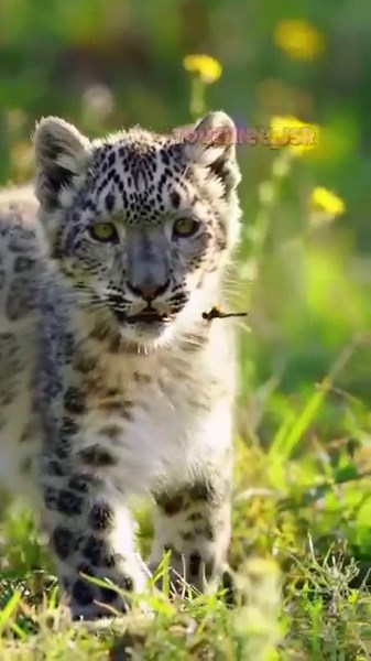 ❄️ Close-Up Magic: The Cutest Snow Leopard Ever! 🐆✨