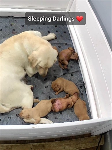 Adorable new labrador puppies sleeping, yawning, rolling over and overflowing in cuteness ❤️🐾❤️