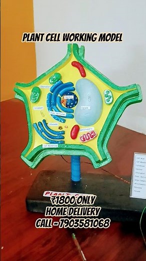 Plant cell working model| school Model and Projects #schoolmodel #Cell model