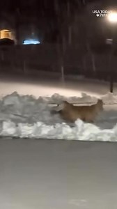 Who needs a postman when you have Oakley? The 8-year-old dog finds joy in delivering mail even if it's snowing outside. #usatodaypets | Milwaukee Journal Sentinel