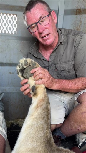 Incredible the size of this lions paw-filmed during a translocation between game reserves! 🙌🏼 #fyp #fbreels #viral #lions | Ivan Carter