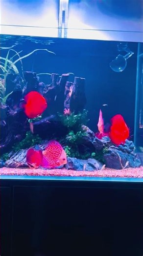 Discus Expansion & Maintenance in My 90cm Tank #planetaquarium #discussfish #hillstream #fishtank