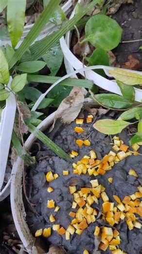 Barringtonia racemosa G. jasminoides Anredera cordifolia 山黃梔苗 枇杷苗 VID20260315074604