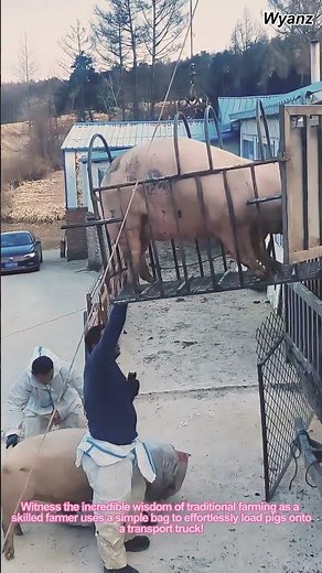 Amazing Pig Loading Process with Smart Technique - Satisfying Farming Skills 🐷