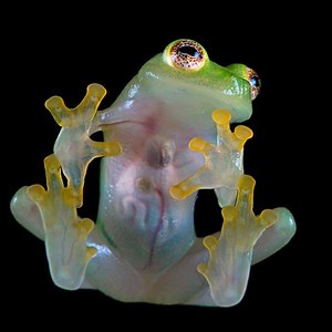 Glass frog - Alchetron, The Free Social Encyclopedia