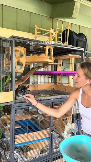 Chinchilla Cage Cleaning Made Easy
