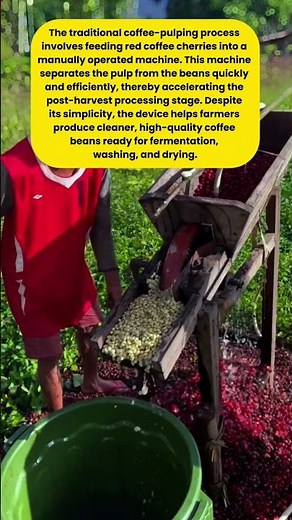 Here’s How Farmers Hull Coffee Beans Using a Simple Machine—The Results Are Amazing! ‼️