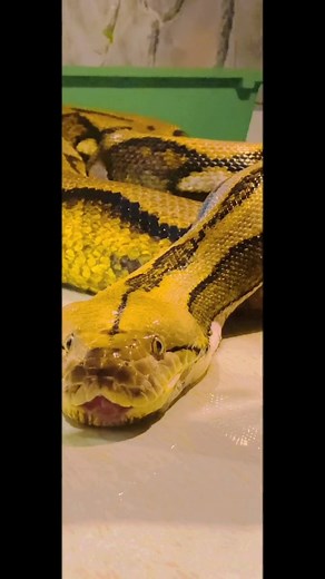 #reticulatedpython #retic #python #snake #reptile #大蛇lounge #ヘビ #蛇 #爬虫類のいる生活 #爬虫類.mp4 | කෝලම් බුකිය - kolam bukiya | Facebook
