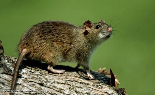 Muridae - Alchetron, The Free Social Encyclopedia