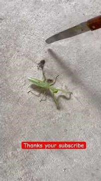 Spider VS grasshopper! #insects #nature #animals #lizard #reptiles #spider #grasshopper #fyp #yt