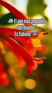 🪽🇨🇺 Zunzuncito cubano (Mellisuga helenae): el ave más pequeña del mundo y una especie única de Cuba. Un recordatorio de que lo más pequeño también puede ser lo más extraordinario. #Cubacan #Cuba #Naturaleza #Aves #Zunzuncito Conservación Documental FaunaCubana Biodiversidad | Cubacan