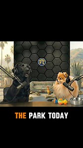 Tried playing fetch today.....😆 🐶 🏀 #dogs #pomeranian #labrador #doglovers #fetch | Pawcast