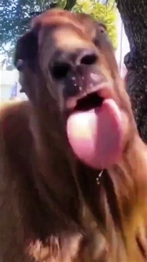 Epic Goat Fight 🐐🔥 | Wild Battle You Won’t Believe!