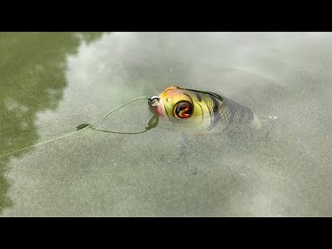 INSANE TOPWATER ACTION With The NEW WHOPPER PLOPPER 75