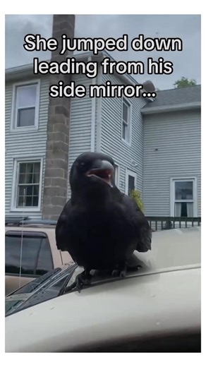 88K views · 2K reactions | Crows are highly intelligent #animals #wholesome | Animals Discovery | Facebook