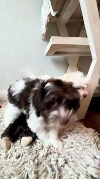 Giggles & Gyro: Havapoo Puppy Cuteness Overload 🐾