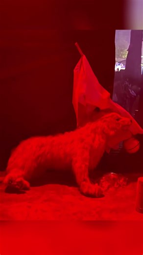 Jean Rose Davis (@jeanrosedavis)’s videos with original sound - ꨄ