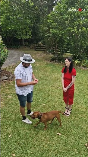 Christmas Proposal: Heartwarming Wedding Surprise After 3 Years || WooGlobe