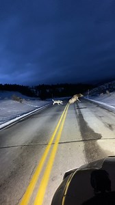 Pack of wolves chase elk through Yellowstone National Park shop the best of RIFF Outdoors, Yellowstone, and Busch: shop.whiskeyriff.com | Whiskey Riff