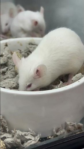 Cute White Mice at Petco