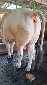 Sapi po jumbo | Sapi bull