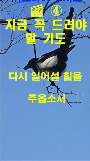 지금 꼭 드려야 할 기도 (다시 일어나는 기도)ㅣ사순절기도ㅣ회개의기도ㅣ대표기도문ㅣ수요예배기도ㅣ십자가묵상 ㅣ기도문ㅣ은혜로운기도ㅣ대표기도문ㅣ기도문ㅣ주일예배ㅣ기도영상