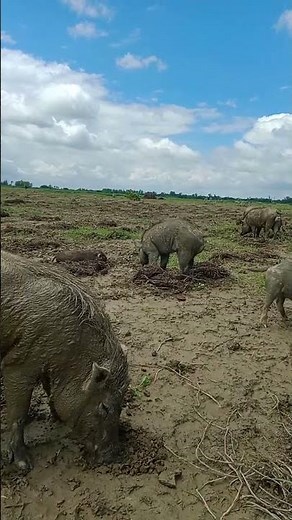 🐖 **Pigs Farm in Open Field | Natural Pig Farming** 🌿