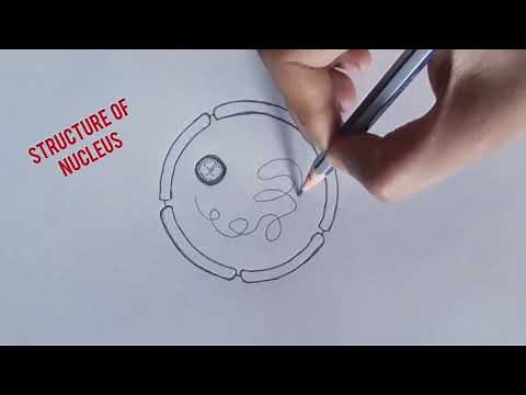 How to draw diagram of nucleus || structure of nucleus ||Diagram of nucleus