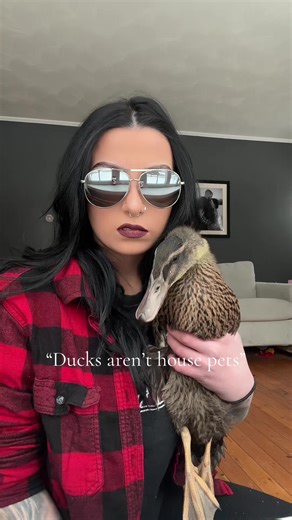 Unbelievable 🥱 . . . . . #ducks #ducklings #ducktok #alt